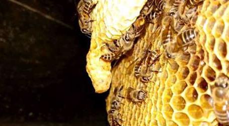蜜蜂要多少天造一张脾 蜜蜂造一张脾需要多少时间