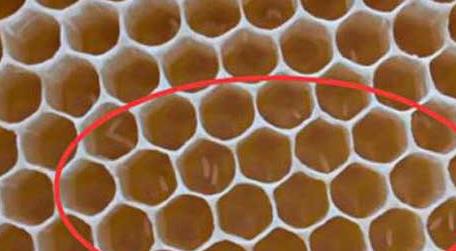 工蜂产卵后能活多久 工蜂能产卵吗
