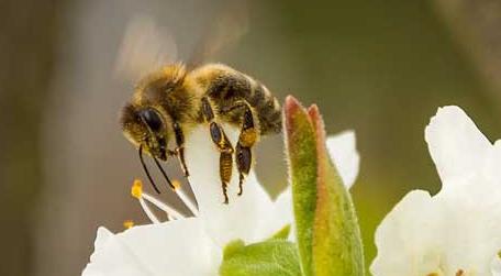被蜜蜂蛰消肿小妙招及注意事项 被蜜蜂蛰了消肿的方法