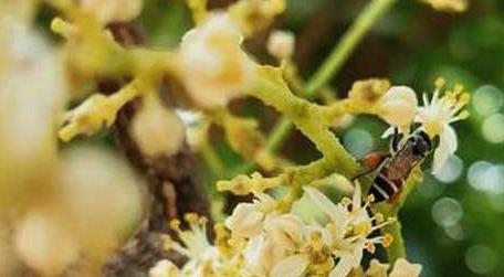 黑小蜜蜂的特点有哪些 小蜜蜂特点是什么