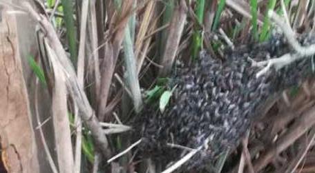 野生黑小蜜蜂能养活吗 黑小蜜蜂是不是野生的