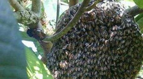 黑小蜜蜂能人工养殖吗 野生黑小蜜蜂能养活吗