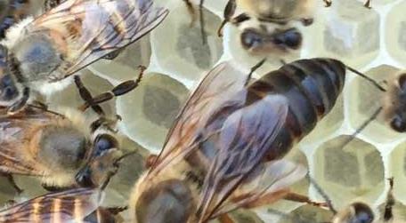 蜂王、雄蜂和工蜂分别是什么蜂 蜂王,雄蜂和工蜂分别是什么蜂种
