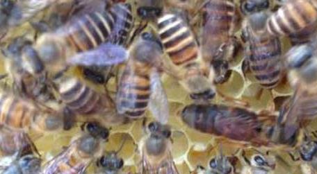 蜜蜂中的蜂王和工蜂分别是什么蜂 蜜蜂中的蜂王是什么蜂