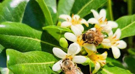蜜蜂的蜂是哪个蜂 蜜蜂中的工蜂是什么蜂