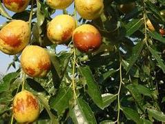 枣树新优品种介绍 枣树优良品种