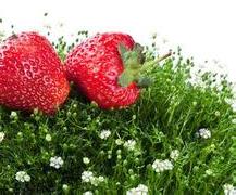 草莓育苗技术