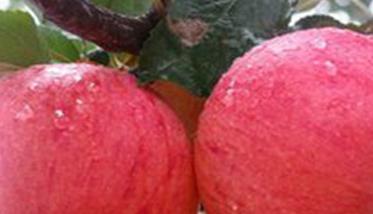 苹果树的施肥管理方法
