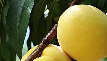 黄桃树苗品种分类 黄桃树品种介绍