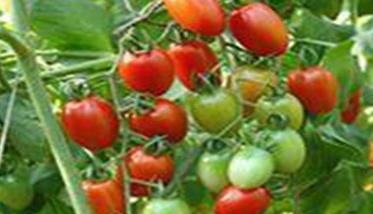 温室种植樱桃番茄怎么增产？ 冬天温室种植番茄想要增产的方法