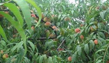 桃树有那些种植方法？