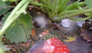 草莓灰霉病用什么特效药？ 草莓白粉病灰霉病用什么药好