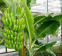 香蕉栽培技术