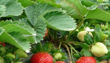 草莓白粉病有什么防治方法