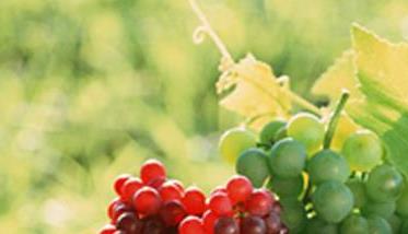 吃葡萄的好处和坏处有哪些 吃葡萄对人体有哪些好处和坏处