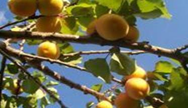 你不知道的杏树增产秘诀 杏树怎么提高坐果率