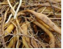 黄花菜根的功效和好处 黄花菜根有什么药用价值