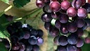 葡萄种植管理方法