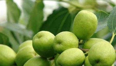 枣树保花保果的措施 枣树保花保果的措施和方法
