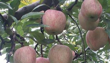 苹果树种植管理方法