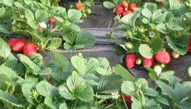 露天草莓的种植方法 草莓露地栽培技术