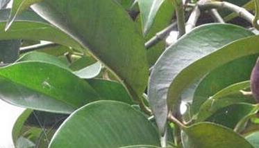 山竹果树的种植方法（山竹果树的种植方法图片）