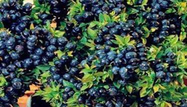 盆栽蓝莓的种植方法 盆栽蓝莓的种植方法视频