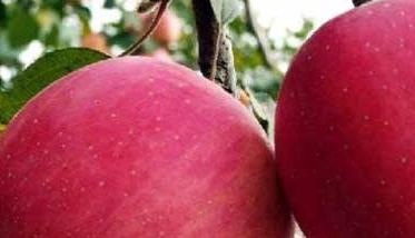 苹果树施肥有几种方法 苹果树的施肥技术