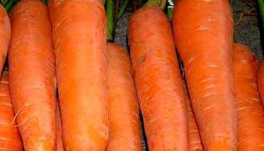 胡萝卜-有关胡萝卜的资料 胡萝卜百科