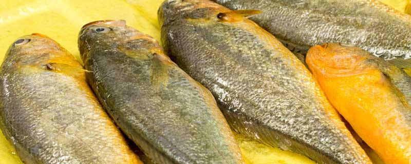 养殖黄鱼价格多少钱一斤 黄鱼价格多少钱一斤