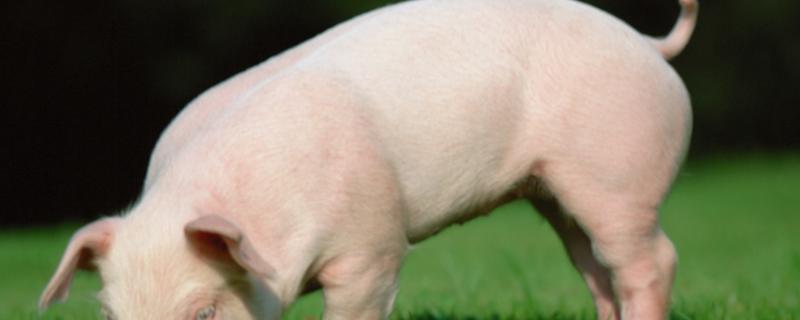 荷兰猪临死前的行为 荷兰猪智商相当于几岁