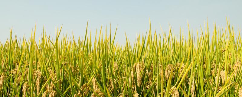 粳稻适宜的种植海拔上限是多少 粳稻适合种植区域