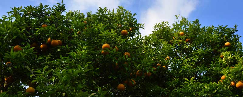 水分是影响柑橘栽培分布的主要因素 水分和温度哪个对柑橘影响大