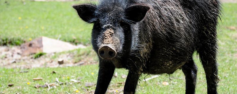 猪圈里的猪跑出来怎么办 猪从猪圈里跑出该怎么办