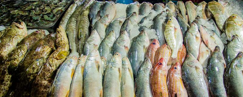 鲈鱼多少钱一斤 鲈鱼多少钱一斤市场价