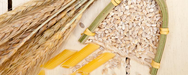 冬小麦和春小麦的播种和收割时间分别是什么