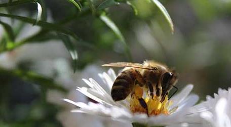 蜜蜂是怎么采蜜的 蜜蜂是怎么采蜜的描写