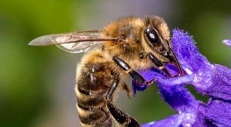蜜蜂的特点有哪些 关于蜜蜂的特点有哪些