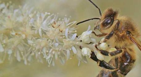 蜜蜂的生活习性有哪些