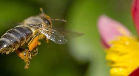 蜜蜂的资料有哪些 蜜蜂的其他资料是什么
