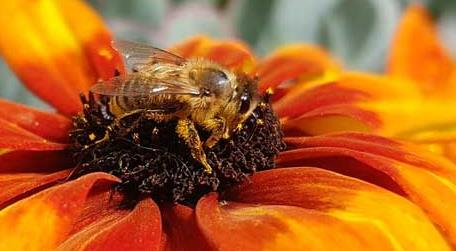 有哪些赞美蜜蜂的诗句（称赞蜜蜂的诗句）