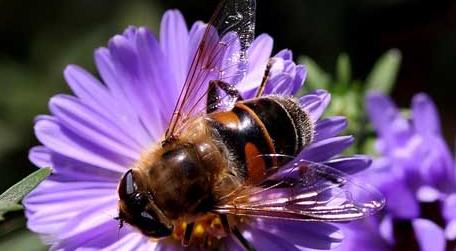 蜜蜂消失后,会有什么样的后果 蜜蜂为什么在逐渐消失