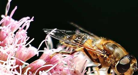 蜜蜂一生能采多少蜂蜜 工蜂一生能采多少蜜?