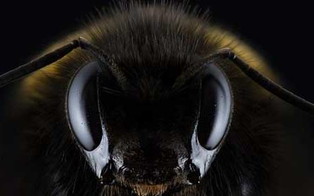 欧洲黑蜂 欧洲黑蜂有毒吗