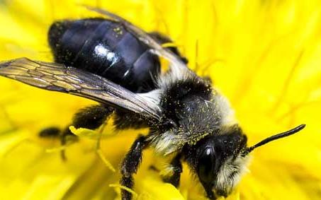 新疆黑蜂有毒吗 新疆黑蜂