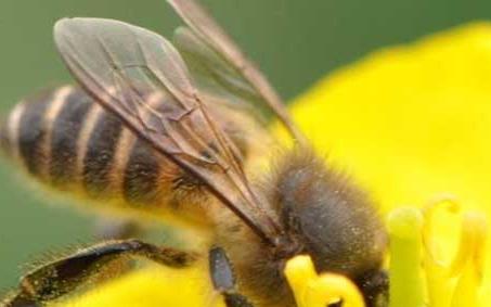 高加索蜜蜂是属于东方蜜蜂的亚种之一 高加索蜜蜂