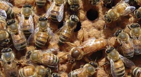 养蜜蜂如何培育蜂王（蜜蜂怎样培育蜂王）
