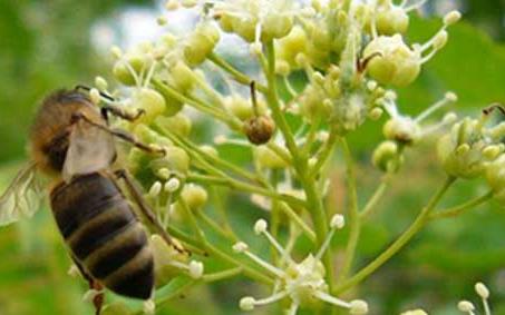 东北黑蜂 东北黑蜂椴树蜜的作用与功效