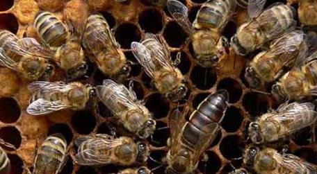 东北黑蜂高效养殖技术（东北黑蜂的养殖技术）