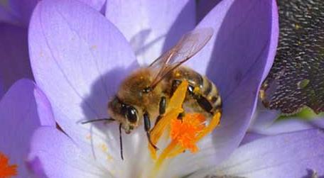 蜜蜂为什么不会迷路 蜜蜂为什么不会迷路的科学小论文